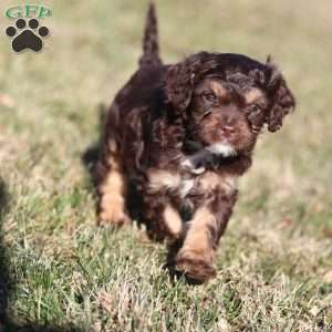 Gingerbread, Cavapoo Puppy